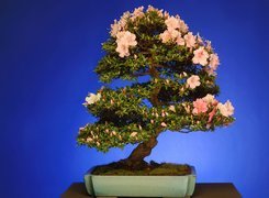 Drzewko bonsai