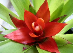 Guzmania