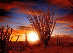 Ocotillo, Sonora, Pustynia, Zachód, Słońca