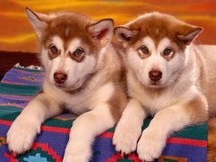 Szczeniaki, Alaskan Malamute