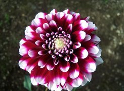 Dwukolorowa, Dalia