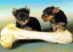 Yorkshire Terrier, Wielka, Kość