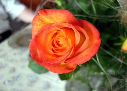 Herbaciana, Róża, Kwiat