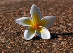 Kwiatuszek, Plumeria