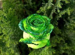 Różyczka, Zielony, Brokat