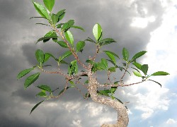 Drzewko, Bonsai