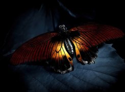 Motyl, Liść, Noc