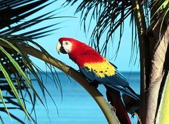 Papuga, Ara, Liście, Palmy