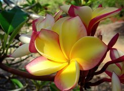 Plumeria