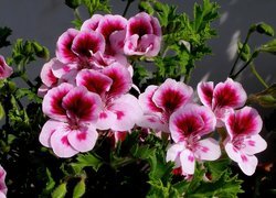 Pelargonia, Angielska