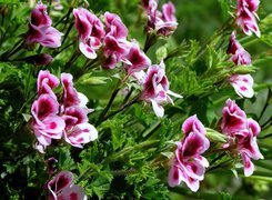 Kwiat, Pelargonia, Angielska