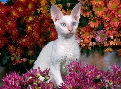 Biały, Devon Rex