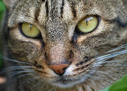 Kot, Rasy, Ocicat, Oczy