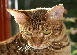 Kot, Ocicat