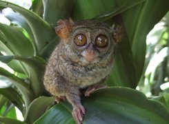 Małpka, Bohol Tarsier, Duże, Oczy