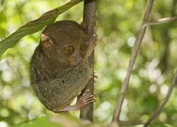 Bohol Tarsier