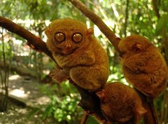 Małe, Małpki, Bohol Tarsier