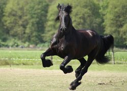 Koń, Galop, Kopyta