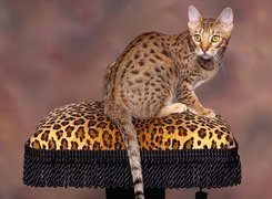 Kot, Ocicat