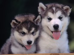 Szczeniaki, Alaskan Malamute