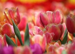Kolorowe, Tulipany