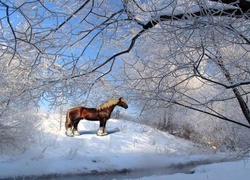 Koń, Rzeczka, Zima