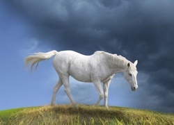 Biały, Koń, Chmury