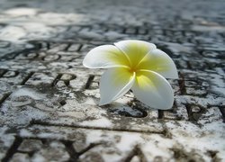 Biała, Plumeria