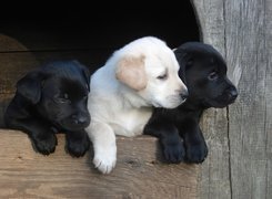 Trzy, Szczeniaki, Labrador Retriever