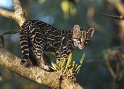 Młody, Ocelot, Drzewo