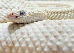 Grzechotnik, Albinos