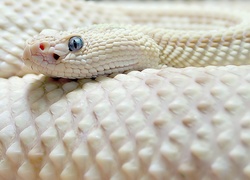 Grzechotnik, Albinos