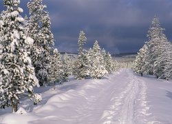 Ścieżka, Leśna, Zima