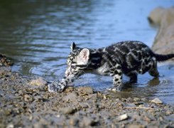 Ocelot, Rzeka