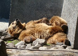 Niedźwiedź, ZOO