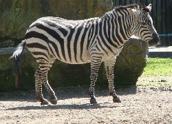 Zebra, ZOO