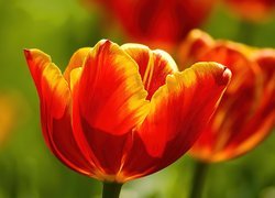 Dwa, Czerwonożółte, Tulipany