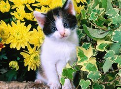 Kotek, Liście, Kwiaty