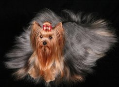 Yorkshire Terrier, Długa, Sierść