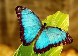 Barwny, Motyl, Morfo