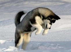 Skok, Siberian Husky