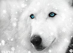 Płatki, Śniegu, Siberian Husky