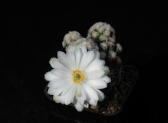 Kaktus, Białe, Kwiaty