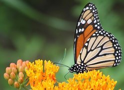 Motyl, Monarcha, Żółte, Kwiaty