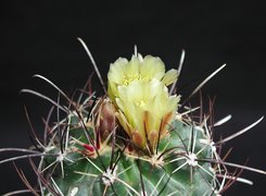 Kaktus, Żółte, Kwiaty, Kolce