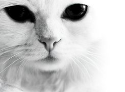 Biały, Kot, Czarne, Oczy