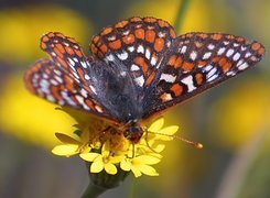 Motyl, Przeplatka maturna, Żółte, Kwiatki