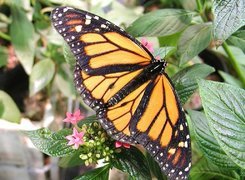 Motyl, Monarch, Zielone, Liście