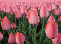 Różowe, Tulipany