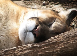 Śpiąca, Puma